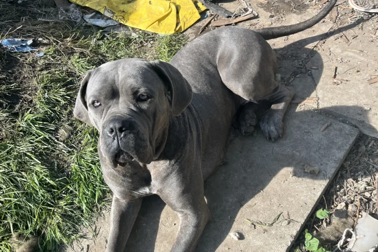 Cane Corso