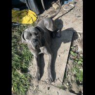 Cane Corso