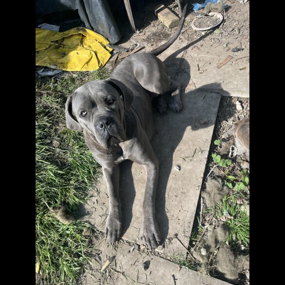 Cane Corso