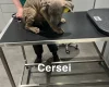 Cane Corso