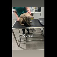 Cane Corso