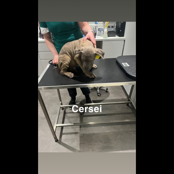 Cane Corso