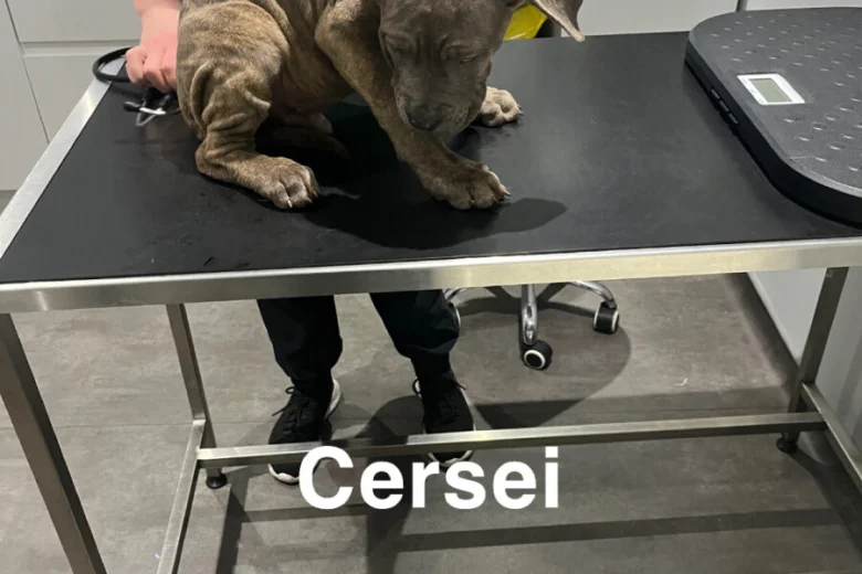 Cane Corso