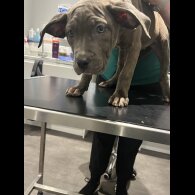 Cane Corso