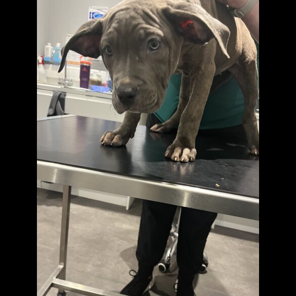 Cane Corso