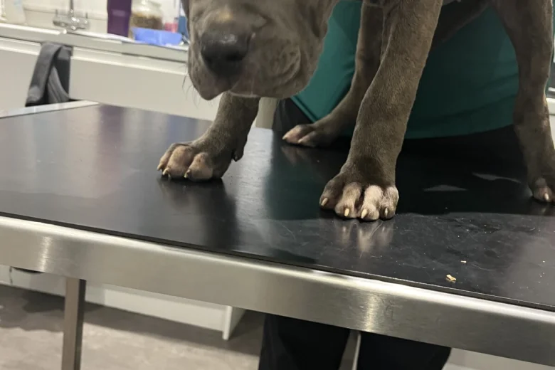 Cane Corso
