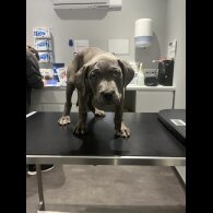 Cane Corso