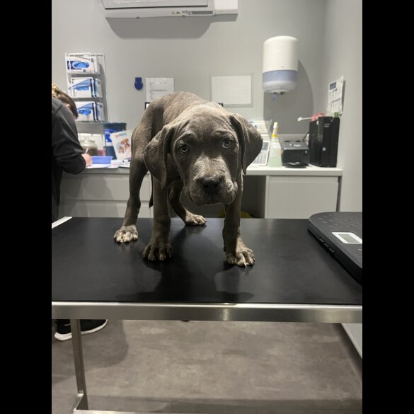 Cane Corso
