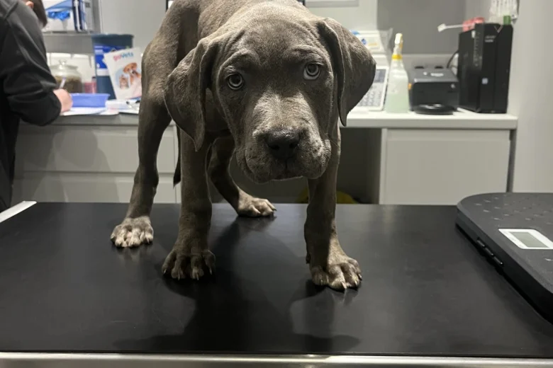 Cane Corso