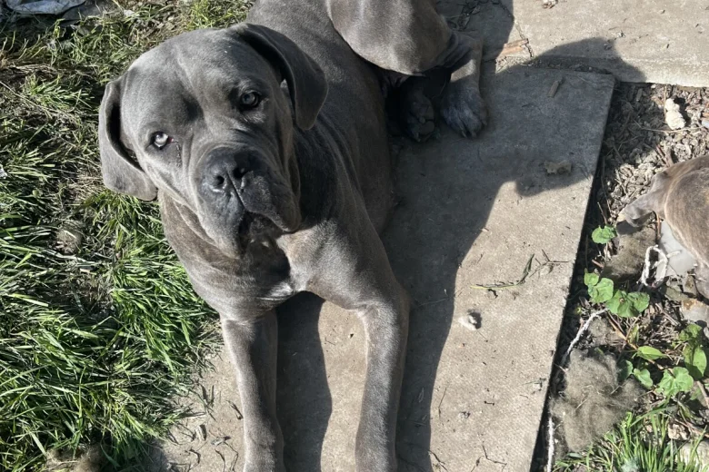 Cane Corso
