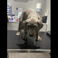 Cane Corso