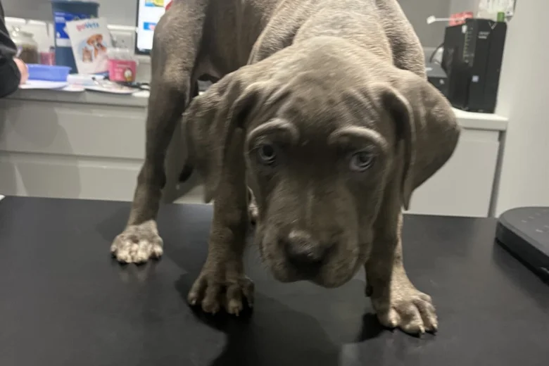 Cane Corso