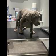 Cane Corso