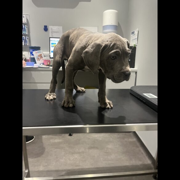 Cane Corso