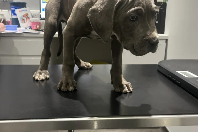 Cane Corso