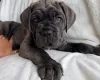 Cane Corso
