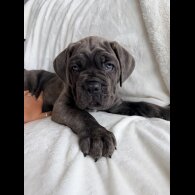 Cane Corso