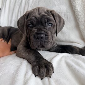 Cane Corso