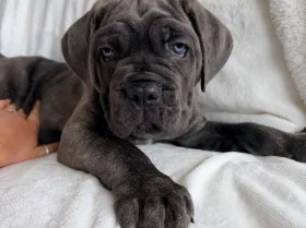 Cane Corso