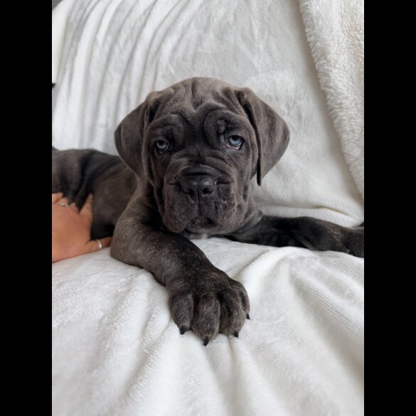 Cane Corso