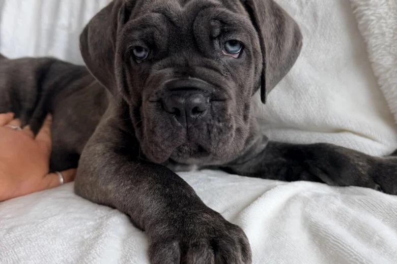 Cane Corso