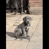 Cane Corso