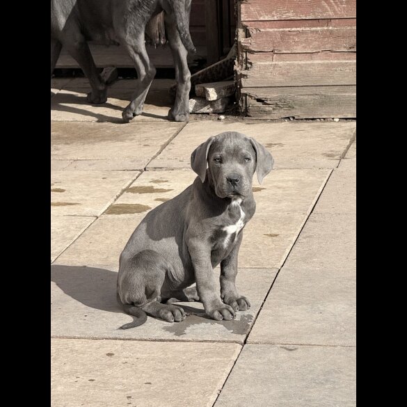 Cane Corso