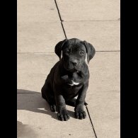 Cane Corso