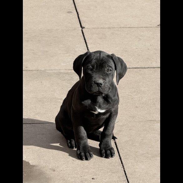 Cane Corso
