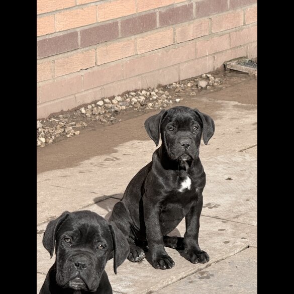 Cane Corso