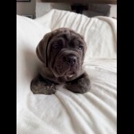 Cane Corso