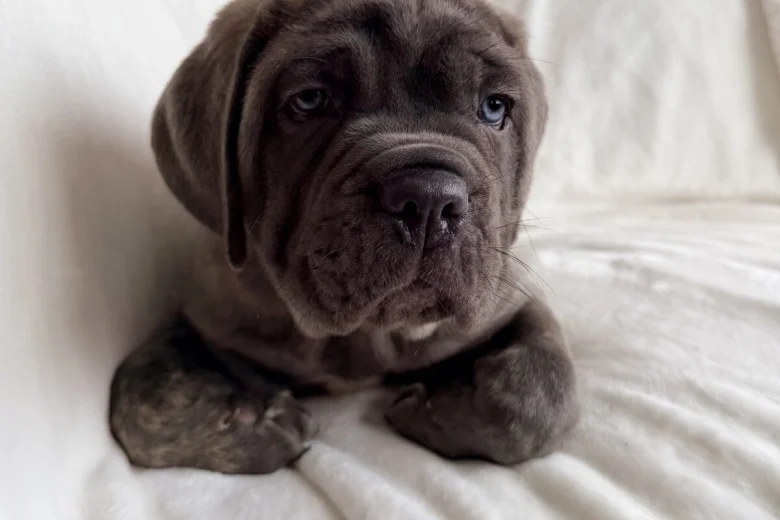 Cane Corso
