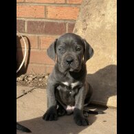 Cane Corso