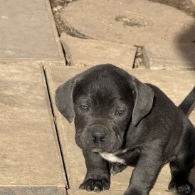 Cane Corso