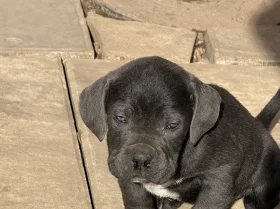 Cane Corso