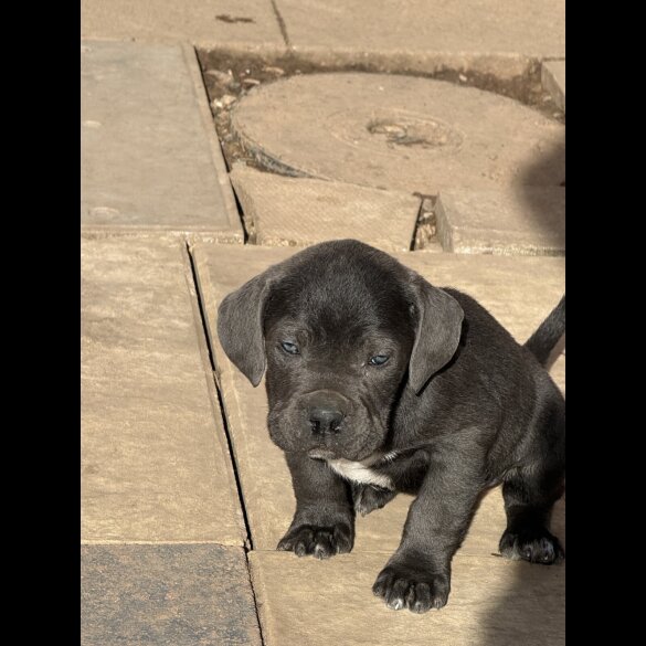 Cane Corso