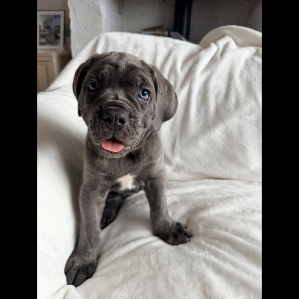 Cane Corso