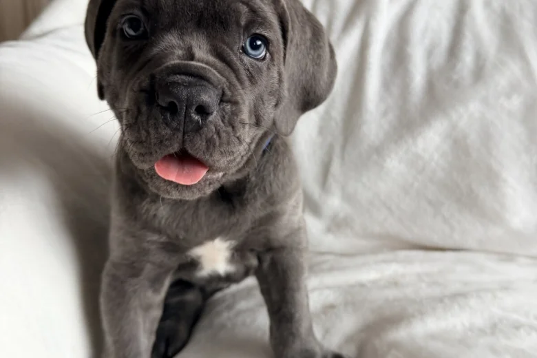 Cane Corso