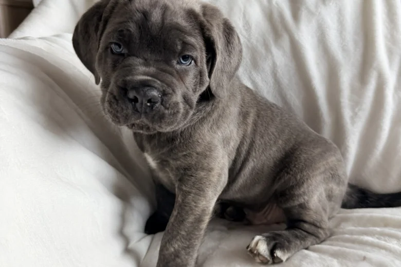 Cane Corso
