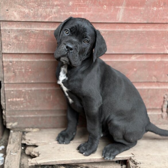 Cane Corso