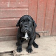 Cane Corso