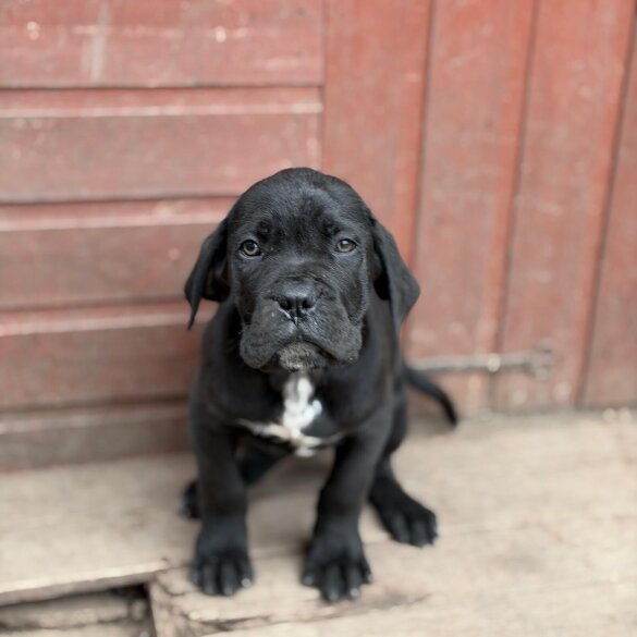 Cane Corso