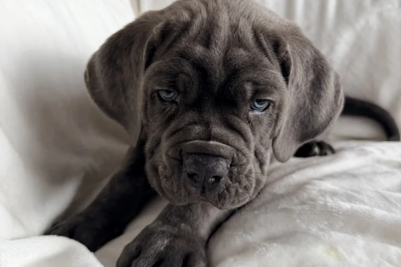 Cane Corso