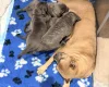Cane Corso