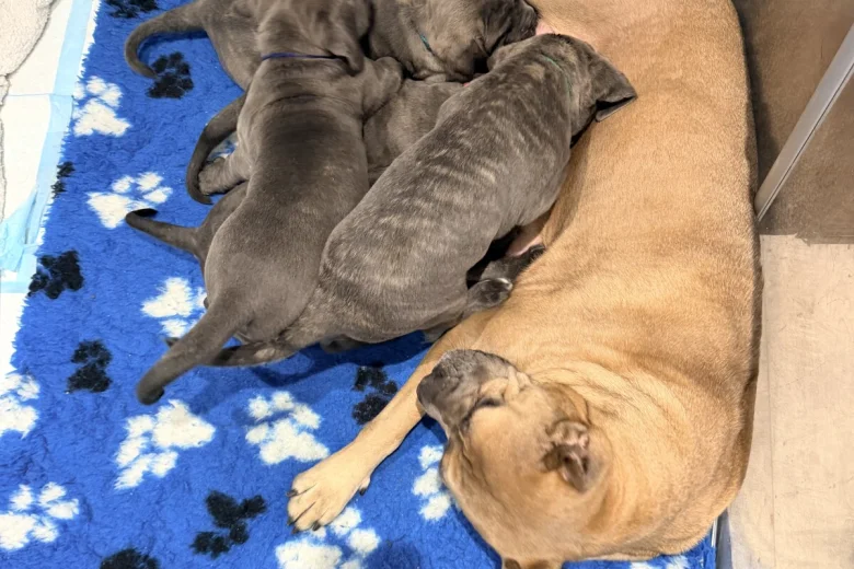 Cane Corso