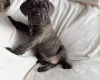 Cane Corso