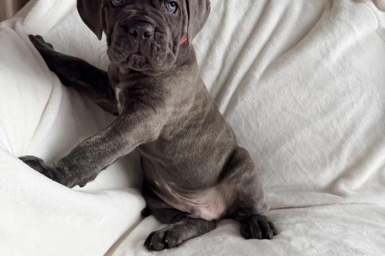 Cane Corso