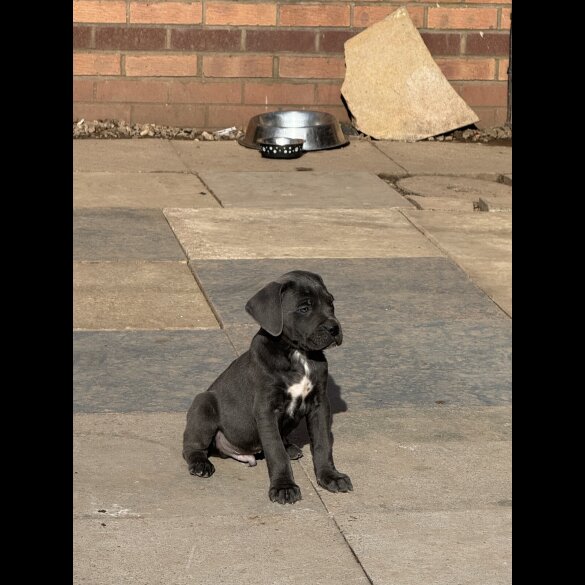 Cane Corso