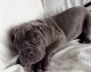 Cane Corso