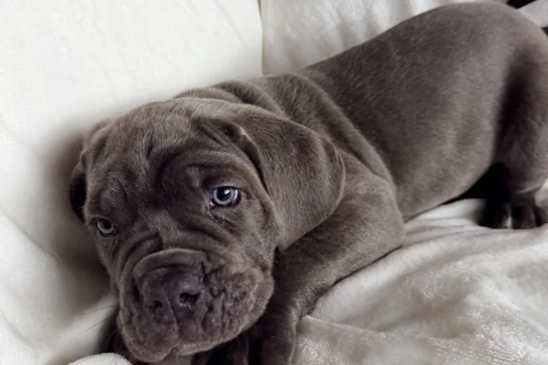 Cane Corso
